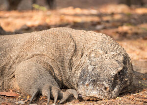 responsible wildlife interaction inside Komodo national park